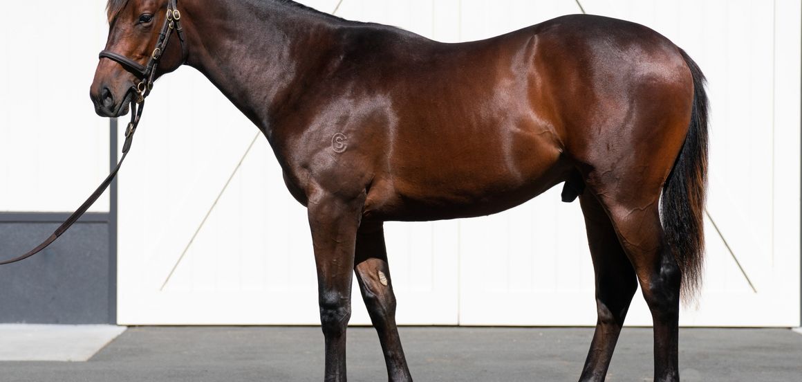 Almanzor heads another quality Karaka draft from Cambridge Stud