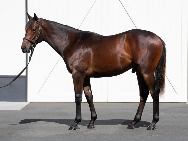 Almanzor heads another quality Karaka draft from Cambridge Stud