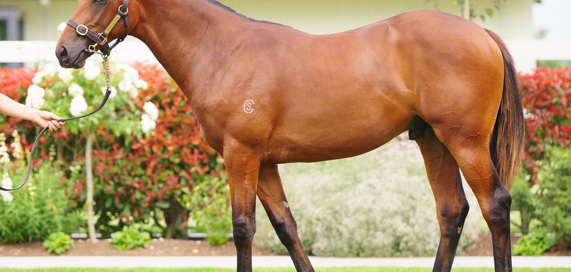 Cambridge Stud Karaka draft a blend of proven and fresh blood