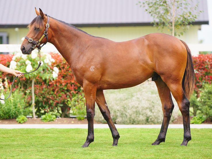 Cambridge Stud Karaka draft a blend of proven and fresh blood