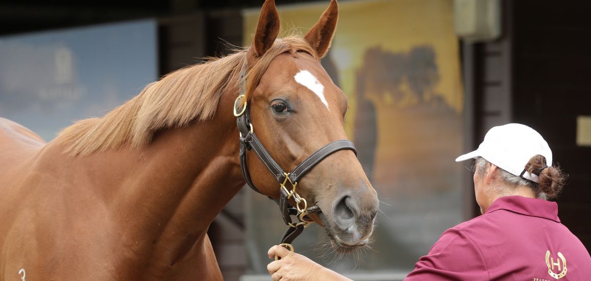Hallmark record captures hearts at Karaka 2024