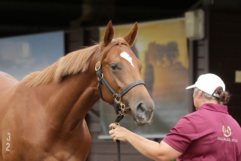 Hallmark record captures hearts at Karaka 2024