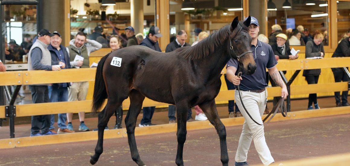 Quality abounds at National Weanling Sale