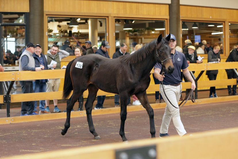 Quality abounds at National Weanling Sale