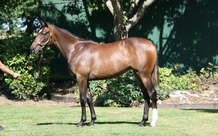 Rich Hill looking for feast of success to continue at Karaka 2022