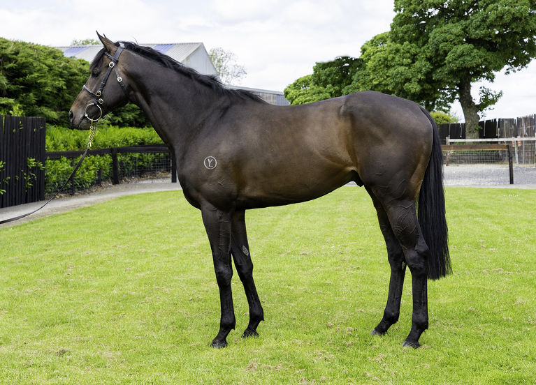 Ancient Spirit fits the bill at White Robe