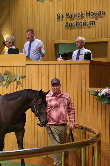 Optimism at many levels in countdown to National Yearling Sales Series