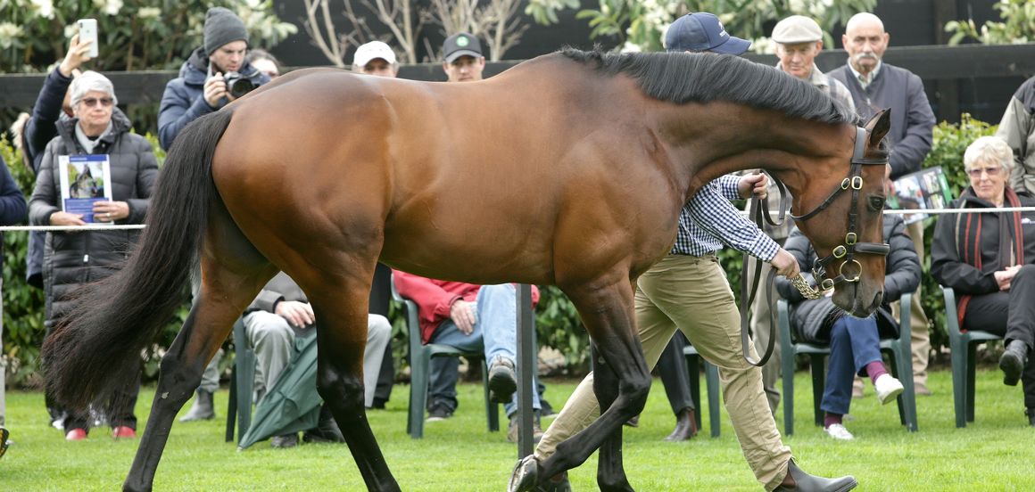 Group One sire Staphanos takes top billing at Novara Park