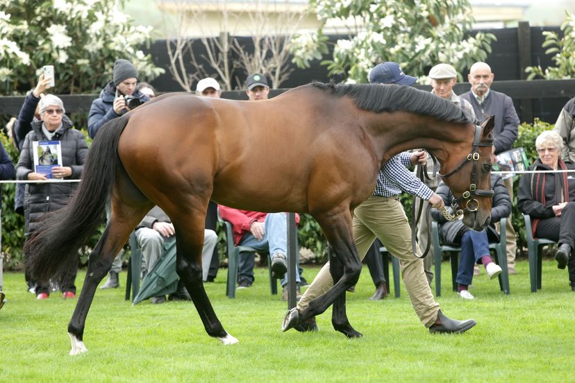 Group One sire Staphanos takes top billing at Novara Park