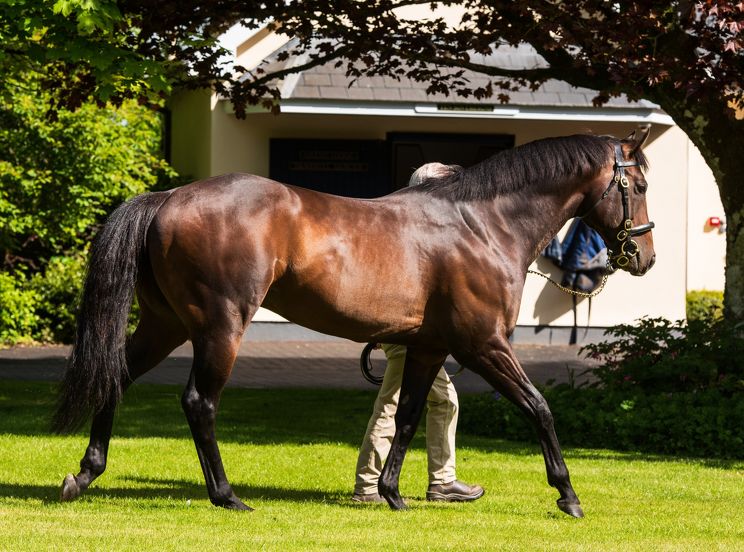 Ideal start to new season for The Oaks Stud sires