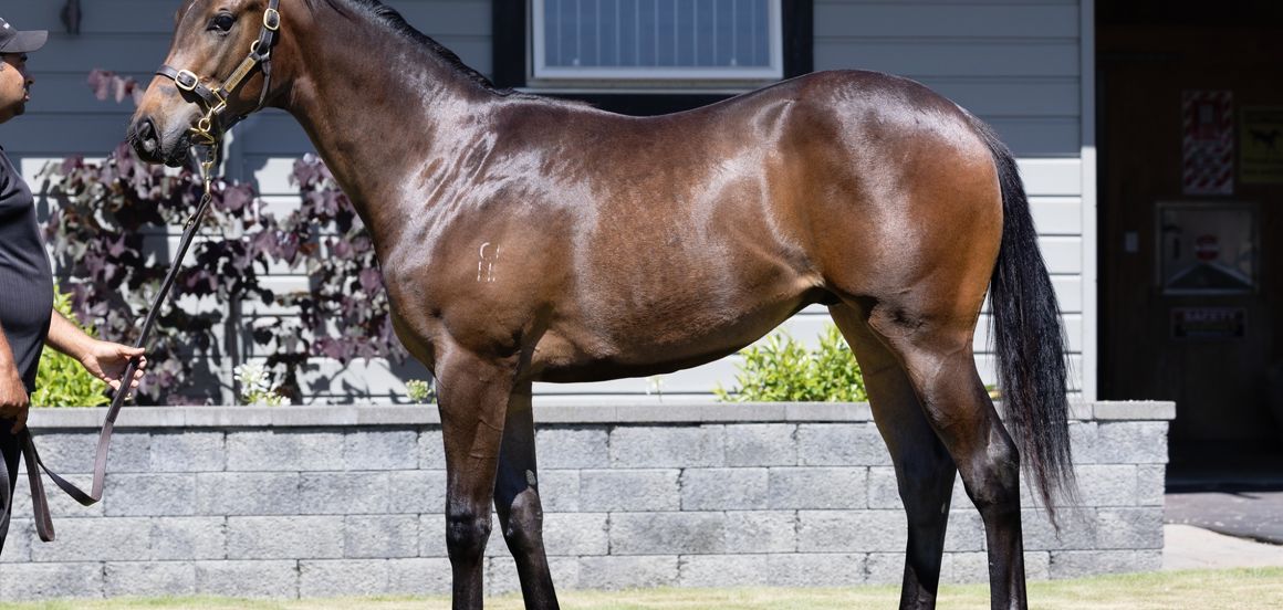 Westbury firing on all cylinders in Karaka countdown